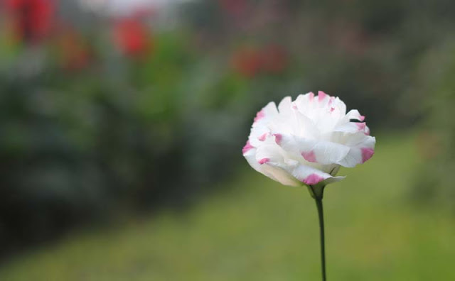 Lisianthus Flowers Pictures