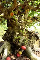 Mengenal Pohon Loa / Ara Ficus Racemosa yang bisa di Bonsai