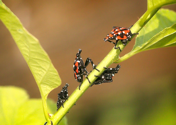 Fourth instar Spotted Lantern Fly nymphs.