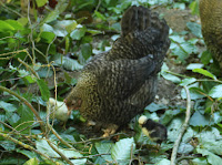 Tree fodder - leaves as food for organic poultry