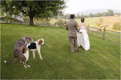 Funny Wedding Pictures