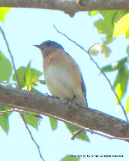 Eastern Bluebird