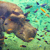 #Savais-tu ⁉️ L'Étonnante Relation Symbiotique Entre les Hippopotames et les Poissons