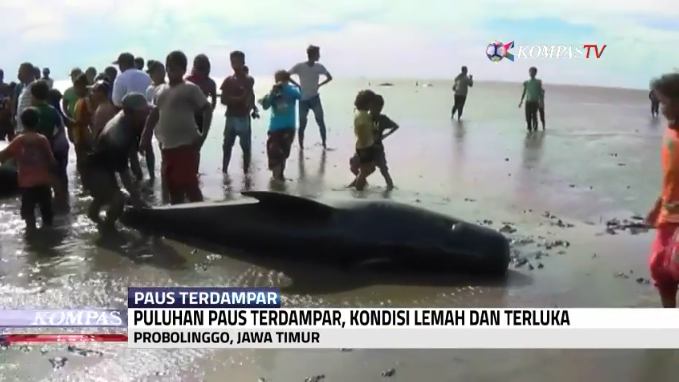 VIDEO KASIHAN Di Probolinggo Ada 25 Paus Terdampar Di 
