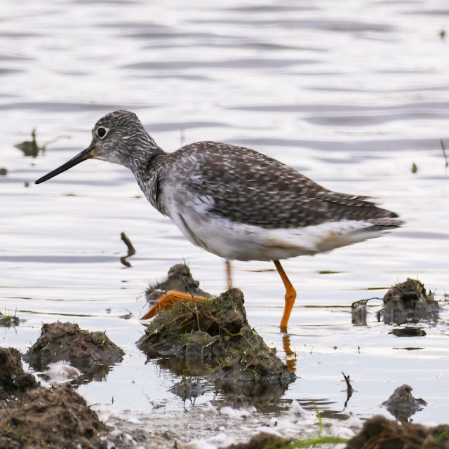 Yellowlegs Dowitcher Elk Grove Sacramento California Cosumnes River Preserve Bird Watching Fall Migration