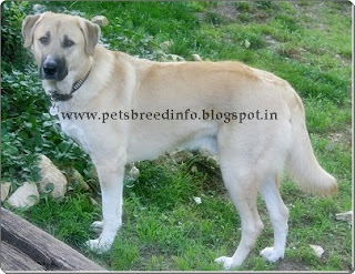 Anatolian Shepherd Dog HD Wallpaper Free Download
