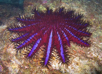 Bentuk Kehidupan dan Habitat  di Lautan
