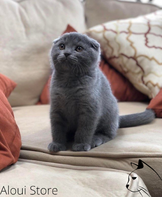 Scottish Fold Cat