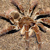 Aranha-golias-comedora-de-pássaros (Theraphosa blondi)