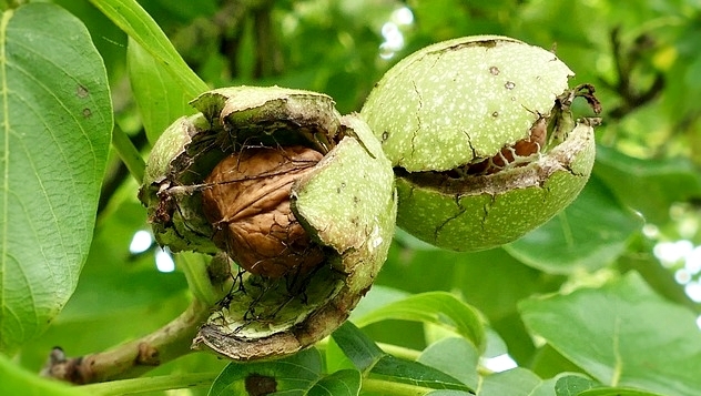 Cultivo da Nogueira Juglans regia