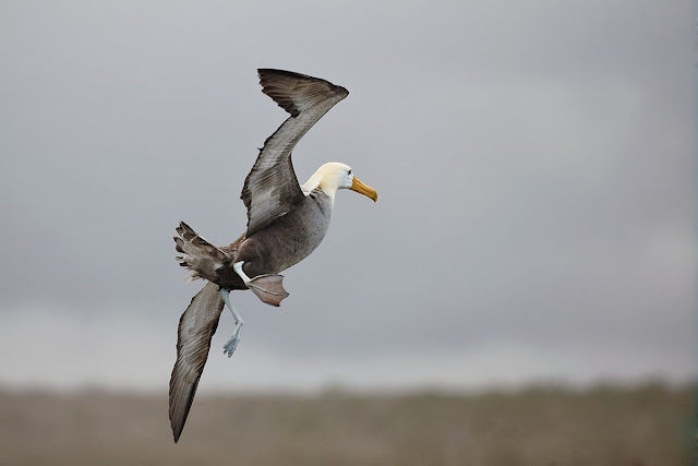 Waved Albatross Standing in Flight at Punta Suarez Hood Island Galapagos