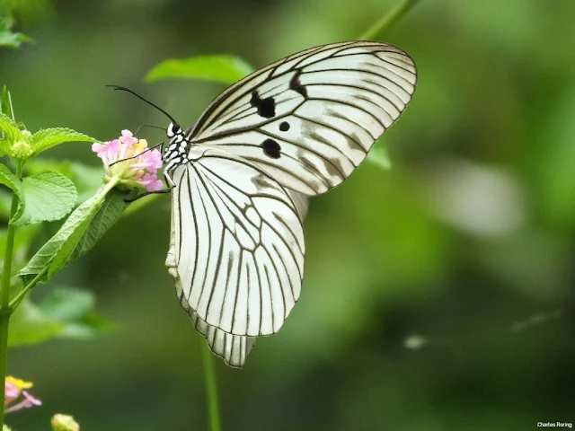 Blanchard's Wood Nymph Butterfly (Idea blanchardii)