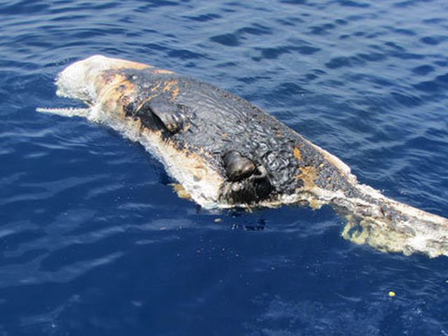 Whales in gulf of mexico