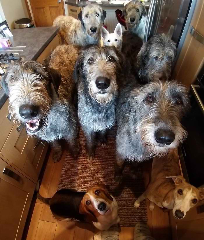 20 Hilarious Photos Of Irish Wolfhounds That Prove How Adorably Big They Are