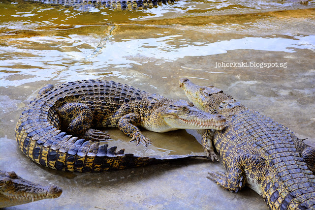 Long-Kuan-Hung-Crocodile-Farm-农光行鳄鱼场-Singapore