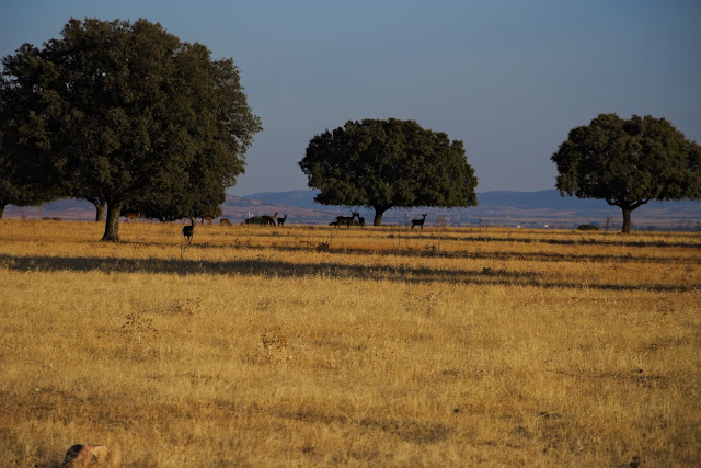 Parque Nacional de Cabañeros