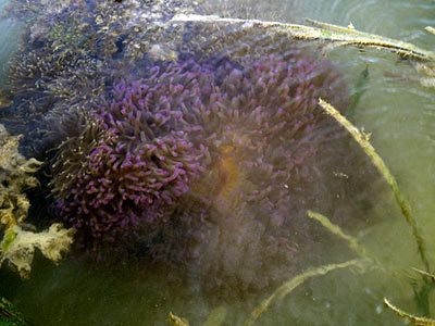 Magnificent Anemones (Heteractis magnifica)