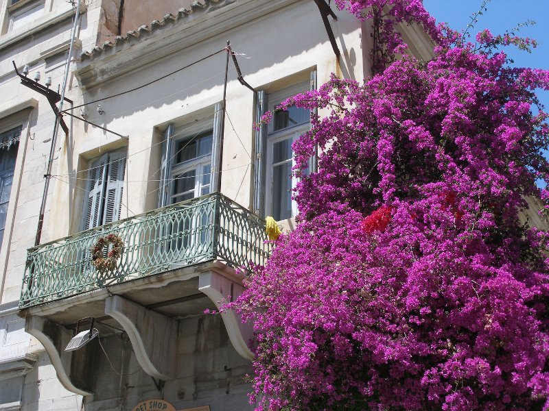 Αποτέλεσμα εικόνας για μπουκαμβίλιες