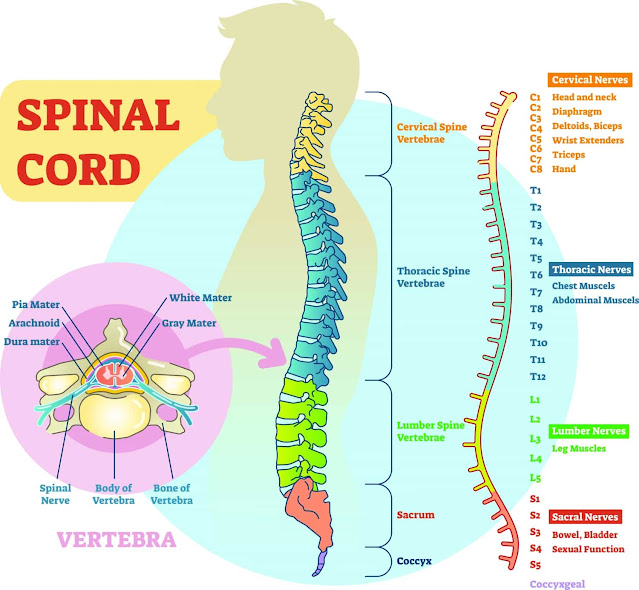 Anatomi Saraf Tulang Belakang Manusia. Sistem saraf adalah sistem yang sangat kompleks dalam tubuh manusia dan terdiri dari beberapa bagian yang saling terkait, termasuk otak, sumsum tulang belakang, dan saraf tepi. Salah satu komponen utama dari sistem saraf ini adalah saraf tulang belakang atau spinal nerves.  Apa itu Saraf Tulang Belakang ? Spinal nerves adalah jenis saraf yang terhubung ke sumsum tulang belakang, yang berperan sebagai jembatan antara sistem saraf pusat dan organ-organ serta jaringan di seluruh tubuh. Ada total 31 pasang saraf tulang belakang yang terdiri dari:  8 pasang saraf servikal (leher) atau nerve cervical 12 pasang saraf torakal (dada) atau nerve thoracic 5 pasang saraf lumbal (pinggang) atau nerve lumbar 5 pasang saraf sakral (panggul) atau nerve sacral 1 pasang saraf koksigeal (ekor) atau nerve coccygea   Struktur Saraf Tulang Belakang Setiap pasang spinal nerves terdiri dari dua akar saraf, yaitu akar dorsal dan akar ventral. Akar dorsal mengandung serat sensoris yang membawa informasi dari kulit, otot, dan organ-organ tubuh ke sumsum tulang belakang. Sementara itu, akar ventral mengandung serat motorik yang membawa informasi dari sumsum tulang belakang ke otot dan kelenjar tubuh.  Ketika akar dorsal dan akar ventral bergabung, mereka membentuk satu saraf tulang belakang yang terdiri dari serat sensoris dan motorik. Setiap saraf ini memiliki cabang dorsal dan ventral yang memungkinkannya untuk mengirimkan dan menerima informasi dari seluruh tubuh.    Fungsi Saraf Tulang Belakang Spinal nerves bertanggung jawab atas pengiriman informasi sensoris dan motorik dari dan ke seluruh tubuh. Informasi sensoris meliputi informasi seperti rasa sakit, suhu, sentuhan, dan tekanan, sedangkan informasi motorik melibatkan gerakan otot dan kelenjar tubuh.    Peran Saraf Tulang Belakang dalam Sistem Saraf Spinal nerves sangat penting dalam sistem saraf karena mereka memungkinkan komunikasi antara sistem saraf pusat (otak dan sumsum tulang belakang) dan organ-organ serta jaringan di seluruh tubuh. Mereka juga membantu mengontrol gerakan otot dan kelenjar tubuh, sehingga memungkinkan tubuh untuk berfungsi dengan baik.    Kesimpulan Spinal nerves adalah jenis saraf yang sangat penting dalam sistem saraf manusia. Mereka membantu mengontrol gerakan otot dan kelenjar tubuh serta mengirimkan informasi sensoris dan motorik dari dan ke seluruh tubuh.