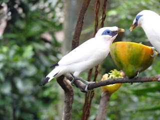 Bali Mynah Bird Pictures