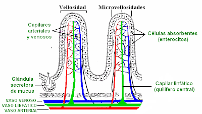 vellosidades intestinales