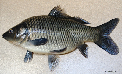 Ikan Tombro