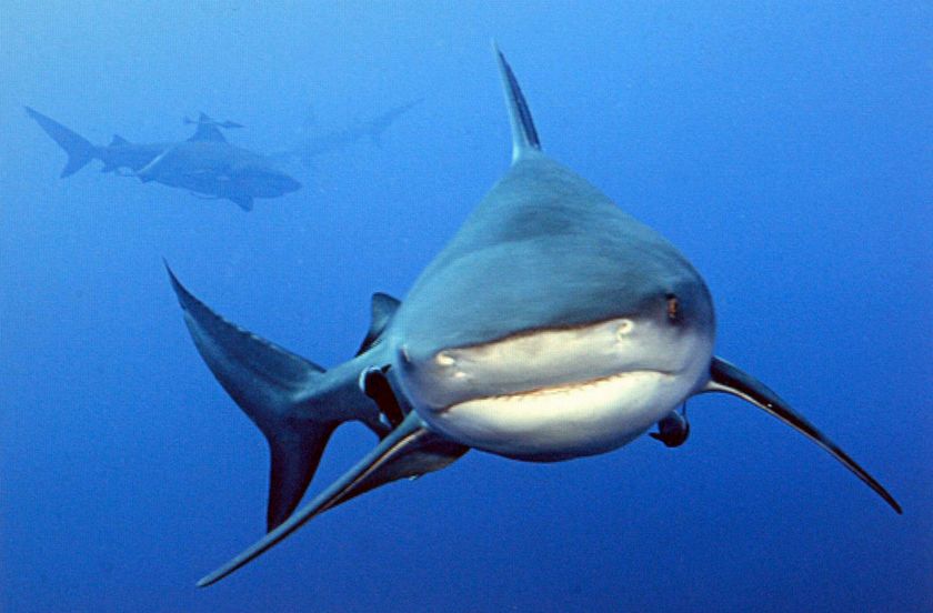 White Dangerous Sharks Rare shark attacks boat. White Dangerous Sharks Rare