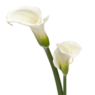Picture Lily Flower on Calla Lily The Fluted Cup Shape Of Calla Lilies Bear