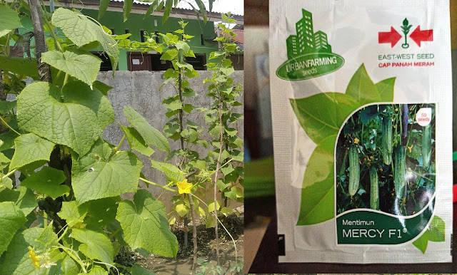 Review Bibit Mentimun Mercy F1 Panah Merah Urban Farming