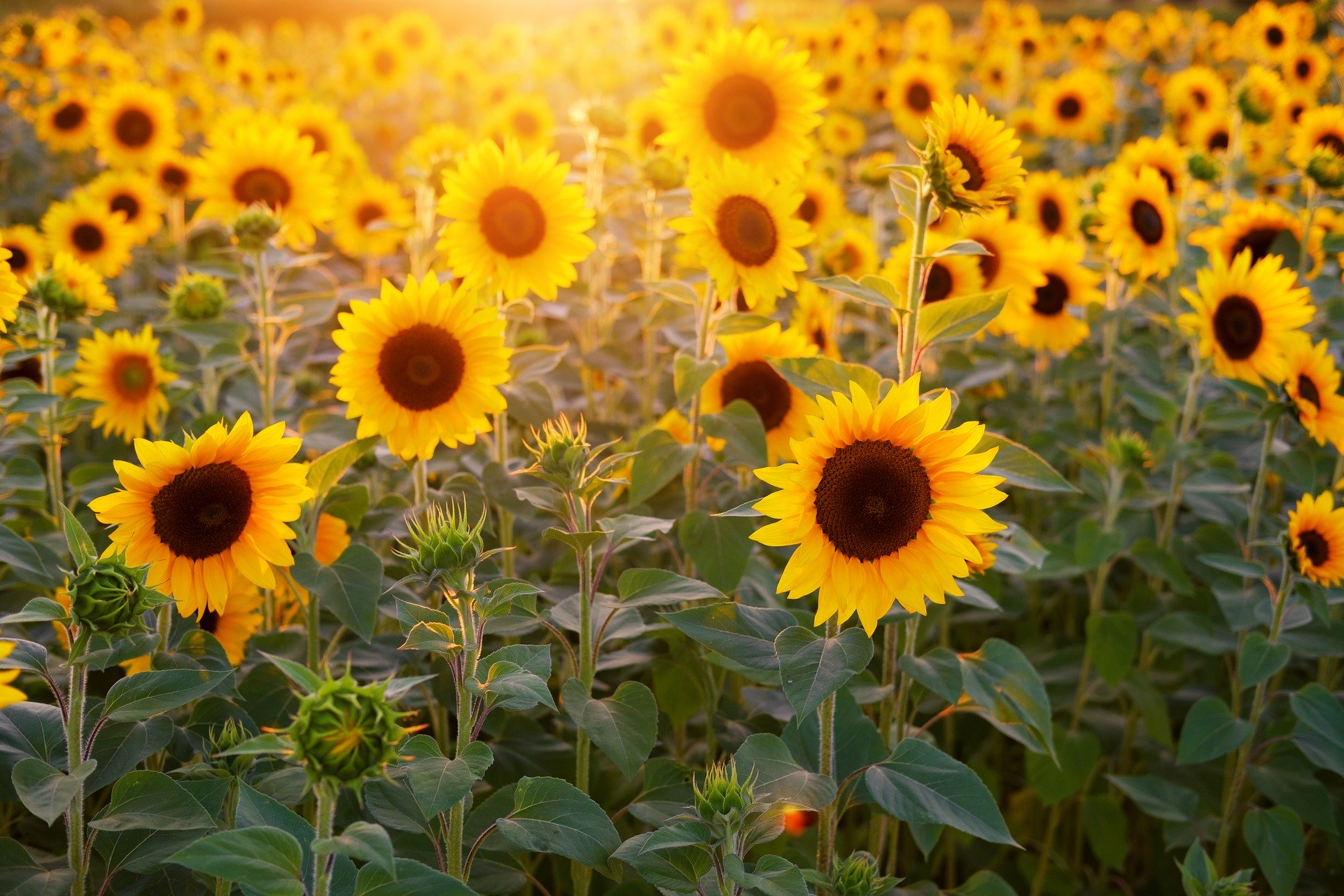 cantidad, ingles, girasol, sunflower, much, many, lot, myriad