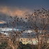 Whispers of the Wild: What a Tree Full of Birds Can Teach Us About Photography and Life