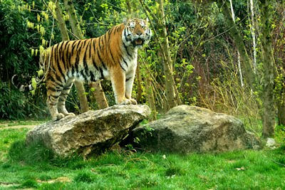 Tigre de bengala mirando a la cámara del fotógrafo - Grandes felinos de la selva - Animales feroces