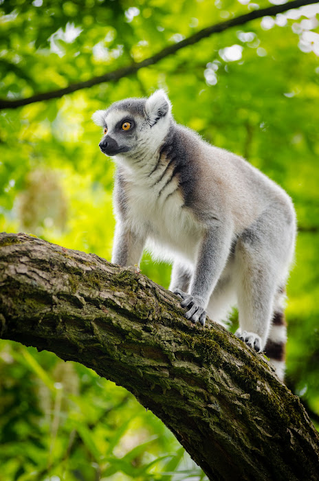 Lemur reposando