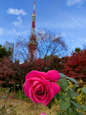 東京タワー 薔薇