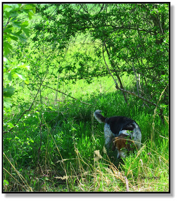 für einen Beagle zu warm