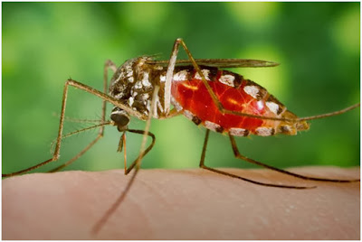 Nyamuk Aedes | nyamuk demam berdarah | bahaya nyamuk | solusi nyamuk