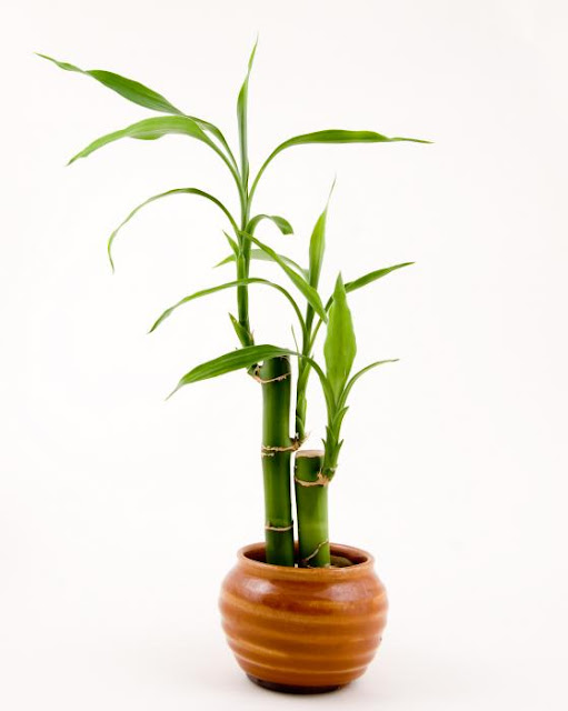 Bamboo In A Pot