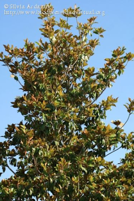 http://www.biodiversidadvirtual.org/herbarium/Magnolia-grandiflora-L.-img172328.html