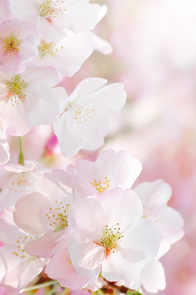 Puti Developers Blog 春らしい温かなiphone壁紙5選 Puti Developers Blog 春らしい温かなiphone壁紙5選
