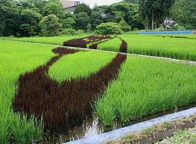 Japanese Rice Paddy Art 2010 Seen On www.coolpicturegallery.net