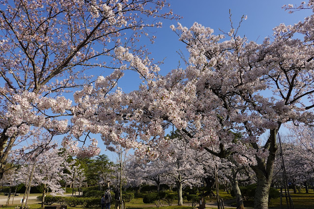 鳥取県米子市西町　港山公園　満開のソメイヨシノ桜