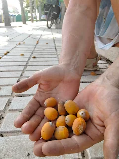 Yellow fruits in the hands of Aim'jie.