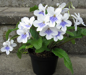 Streptocarpus Gwen, grown from a starter plant in July 2010.  6 May 2011.