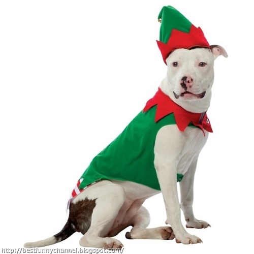  Dog in costume of Christmas elf.