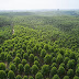 Atasi Deforestasi dan Dampak Lingkungan, Cara APRIL Wujudkan Green Economy