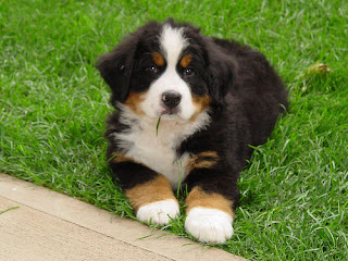 Bernese Mountain Puppy PIctures
