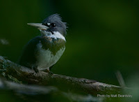 Male Belted Kingfisher, North Rustico, PEI  Aug. 31, 2016, © Matt Beardsley 