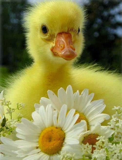 http://capturingmotions.blogspot.com/2014/03/adorable-duck-baby.html