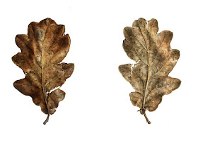 Oak leaf watercolour, front and back view