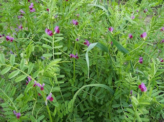 Фий / Vicia Sativa L.